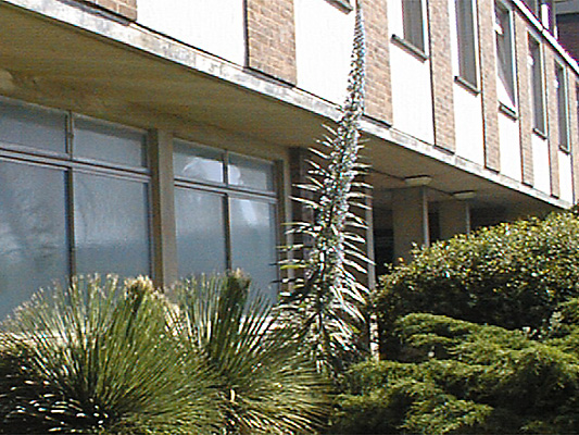 Echium pininana - 9am 18th May 1998, Laver Building