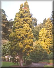 Juniperus chinensis aurea