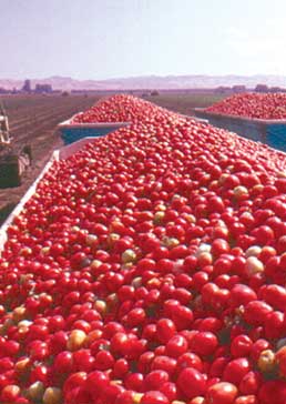 Californian tomatoes