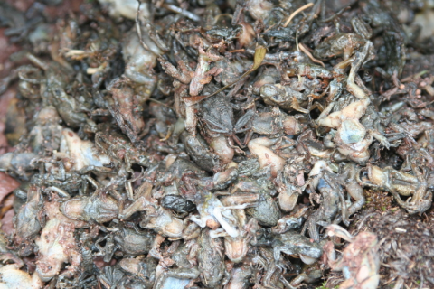 Picture of mass of dead frogs due to chytridiomycosis