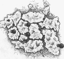 lichen Heterodermia isidiophora