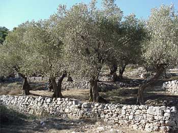 Olive terrace