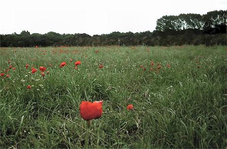 Picture showing poppies which have flourished on the looser soil