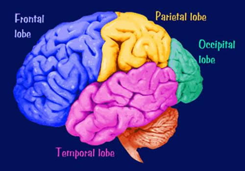 visual cortex lobe